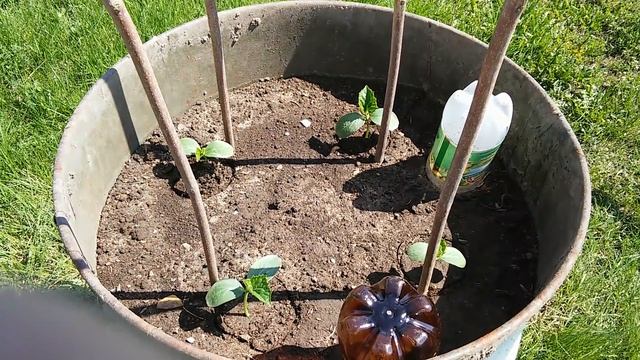 посадка огурцов в бочке смотреть онлайн