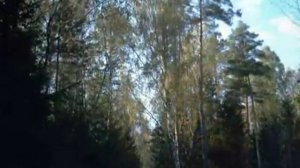 Лесной дорогой A walk along Forestry road
