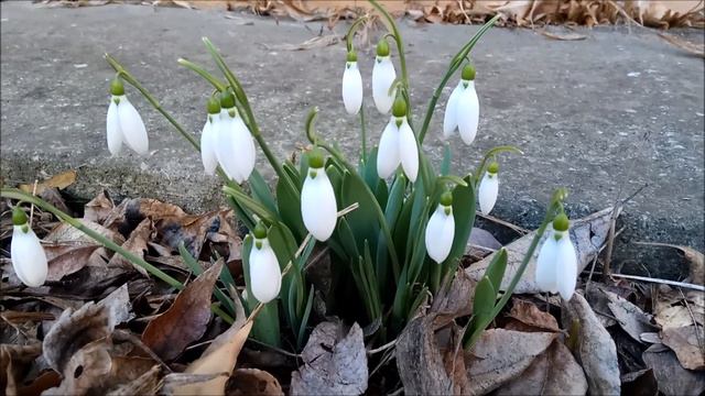 Hóvirágok Vásárhelyen смотреть онлайн