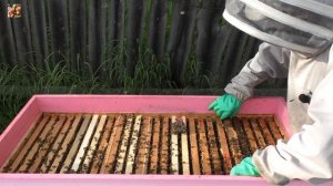 Роение отменяется. ❌ Ставлю изолятор.✔