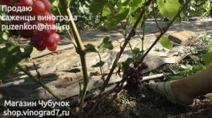 Кишмиш мармеладный ультрараннего срока созревания (Пузенко Наталья Лариасовна)