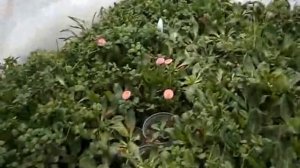 Маргаритка, анютка выгонка на 8 марта, часть 2.