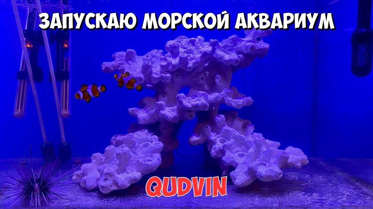 Запуск морского аквариума | Керамика Qudvin