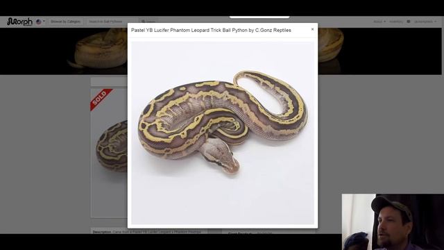 Trick Ball Python Morph Combos | Jack's Reptiles