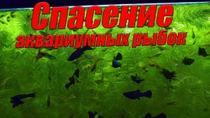 Спасение аквариумных рыбок из маленького аквариума