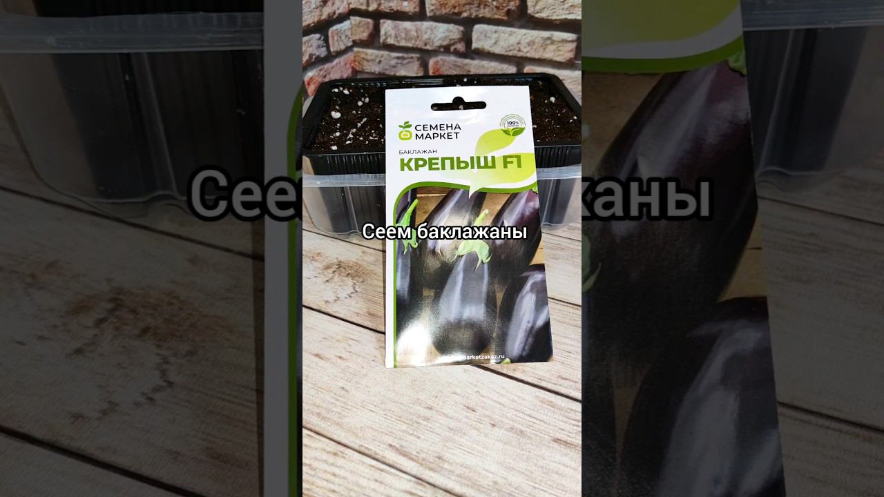 Сеем баклажаны. #баклажаны#семена#посев#семенамаркет#хештег#каксеять