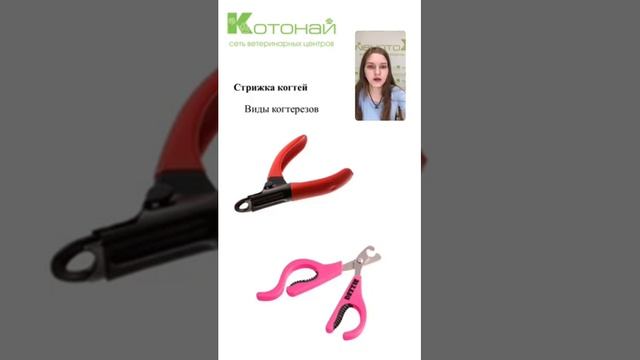 Правила чистки зубов, ушей и стрижки когтей домашних питомцев смотреть онлайн