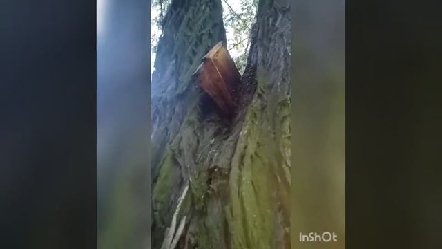 Как извлечь пчёл из дупла. смотреть онлайн