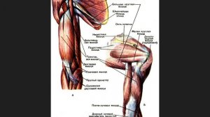 Мышцы плечевого пояса и плеча. Кратко и понятно