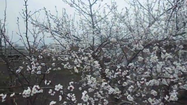 Как красиво цветет абрикос/ How beautiful apricot blooms смотреть онлайн