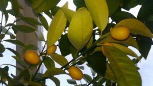 Лимон Россо, домашнее плодоношение, заморозки.