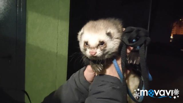 Хорек Сема, домашнее животное. смотреть онлайн