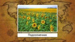 География сельского хозяйства. Технические культуры и животноводство. Видеоурок по географии 9 клас