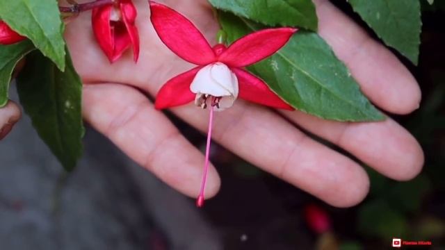 LA CASA DE LAS FUCHSIA o Pendiente de la reina ? . Hablemos sobre el sustrato смотреть онлайн
