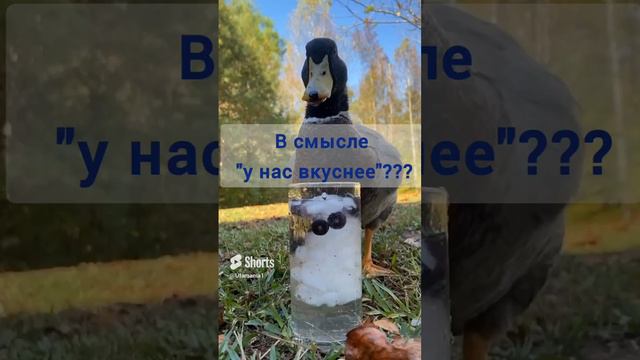 Не пей из копытца, козленочком станешь!