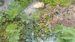 Почвопокровники  - Любимые цветы Чабрец Флоксы