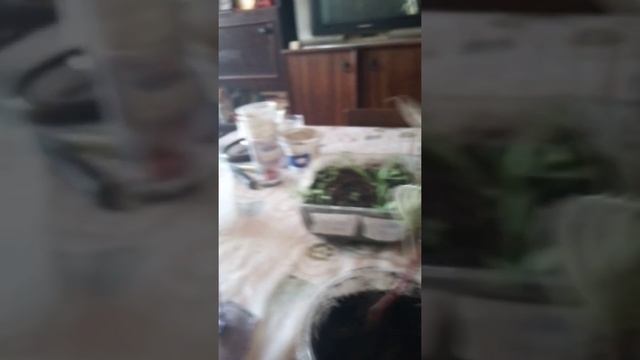 Посадка черенков ваньки мокрого. Осмотр покупных, высаженых в горшки. растений.