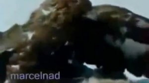 Беркут  Охота Беркутом на Волков