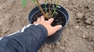 Голубика от а до я, посадка и уход (лохина від а до я)