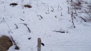 ЭЛЕКТРОПАСТУХ (ЭЛЕКТРОИЗГОРОДЬ). САМЫЙ ДЕШЁВЫЙ ВАРИАНТ