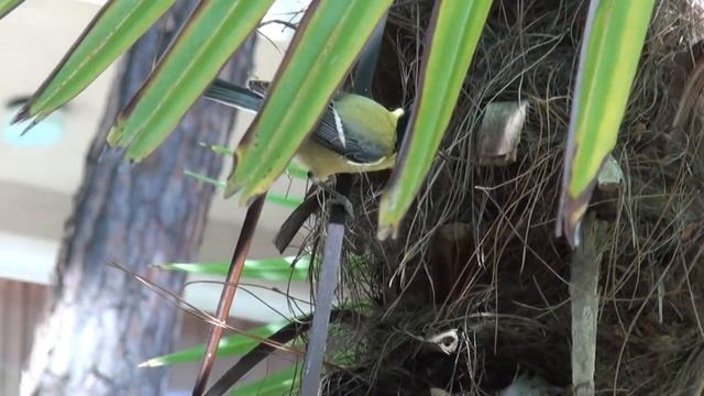 Синичка смотреть онлайн