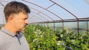 Малина ОВАЦИЯ. Первое впечатление и характеристики.