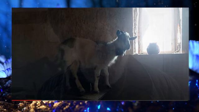 ДЕД МАТВЕЙ ХВАТИТ МУЧИТЬ ЖИВОТНЫХ 🐇 🐓 🐈 🐕 🐣 🐐 🐄 смотреть онлайн