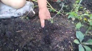 #посадкачеснока Посадка чеснока .Как обновляем чеснок...#какобновлятьчеснок