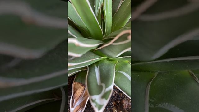 ใช่หน่อมั้ย อากาเว่ วิคตอเรีย Agave victoriae reginae, Queen Victoria agave, Royal Agave 姫笹の雪 ひめささの