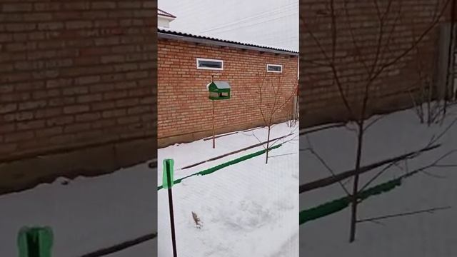 Домик - кормушка для птичек (зимой)... смотреть онлайн