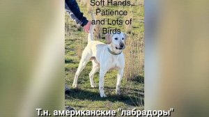 ??? Американский vs Английский типы лабрадора: что не так? Разбор полётов