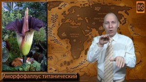 Трупный цветок РЖЯ