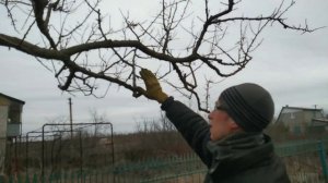 Обрезка абрикоса СТАРОГО, или как обрезать абрикос ЗАПУЩЕННЫЙ ГРАМОТНО. Часть 2.