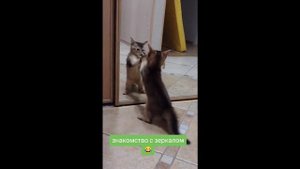 Видеопадборка №1