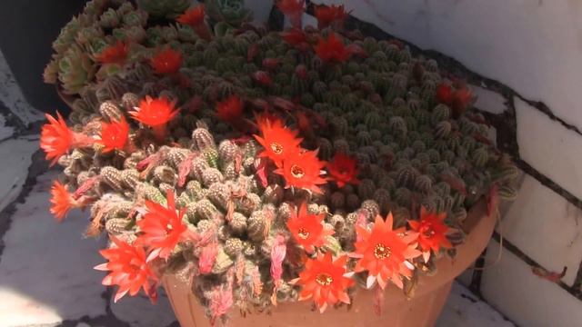 Peanut Cactus (Chamaecereus Sylvestrii) And Echeveria
