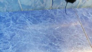 Бегония November Frost, 20.09.23