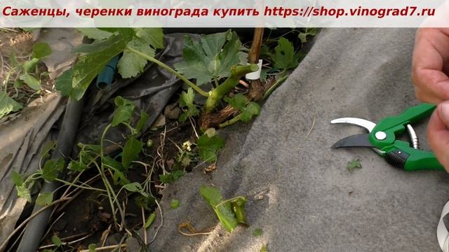 Перепрививка винограда - легко и просто перепрививаются однолетние кусты, лучше зеленым в зеленое