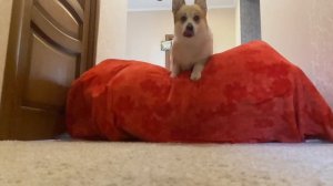 Корги Максяш прыгает через барьер в  slow mo !!!