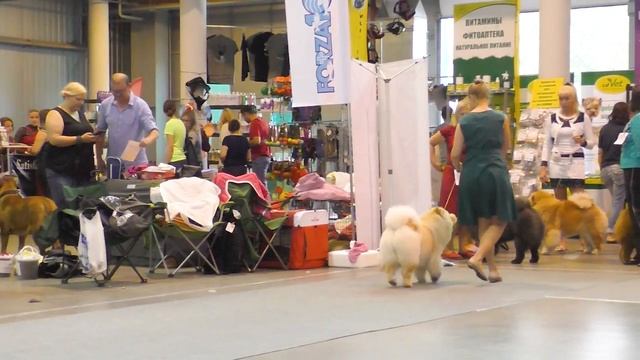 Питер. 21 июля 2018. CACIB-FCI. Чау-чау. Часть вторая смотреть онлайн