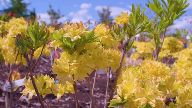 Gärtnerei Schwitter Pflanzenvielfalt und -qualität смотреть онлайн
