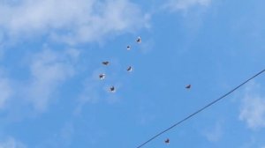 00034 г. Мариуполь Украина.Николаевские голуби Павловского Эдуарда.