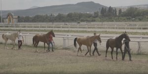 АХАЛТЕКИНСКОГО КОНЯ КОНКУРС