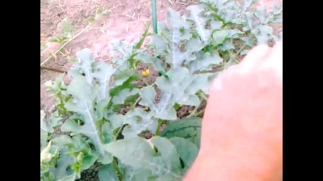 Выращивание арбузов часть1