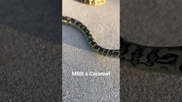 Coastal Carpet Python #carpetpython
