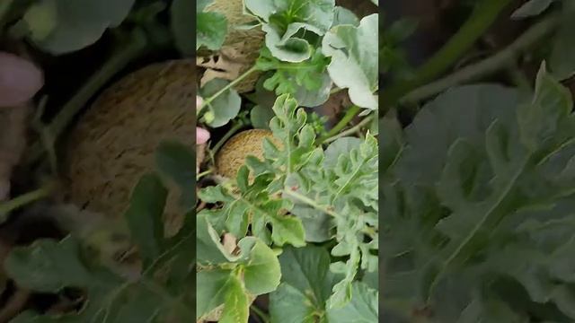 дыня Медовая сказка смотреть онлайн