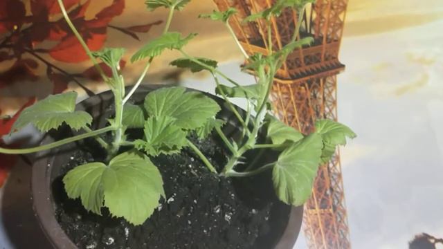 Пеларгония Королевская. смотреть онлайн