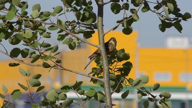 Овсянка садовая.Волжский смотреть онлайн