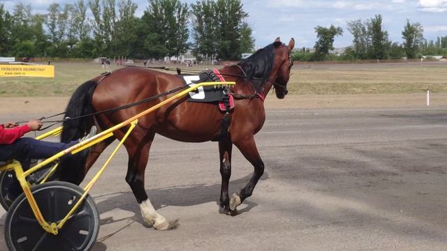 Орловский рысак Финист на Тамбовском ипподроме. смотреть онлайн