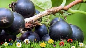 Смородина черная Геркулес ? Обзор: посадка и уход. крупномеры смородины: описание и особенности
