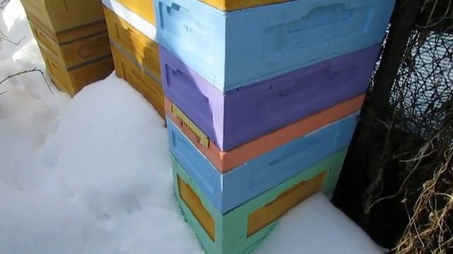 2 литра сиропа зимой пчелы взяли за 7 дней, что дальше - ответы на вопросы